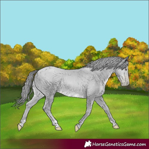 Horse Color:Black Chinchilla Pearl 
