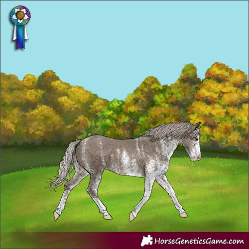 Horse Color:White Spotted Silver Grullo 
