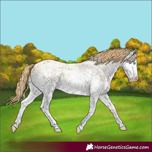 Horse Color:White Spotted Buckskin Pearl Sabino