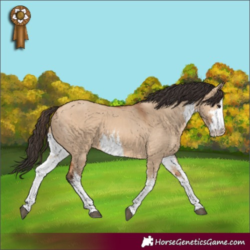 Horse Color:White Spotted Bay Dun