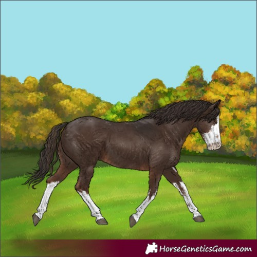 Horse Color:White Spotted Liver Chestnut 