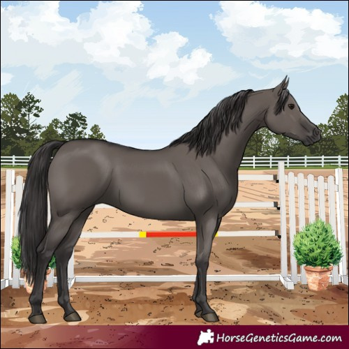 Horse Color:Smoky Grullo 