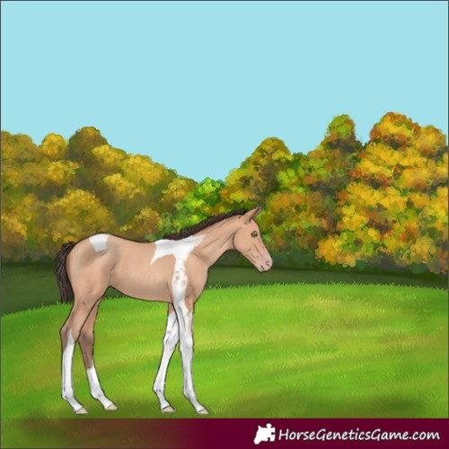 Horse Color:Amber Champagne Tobiano 