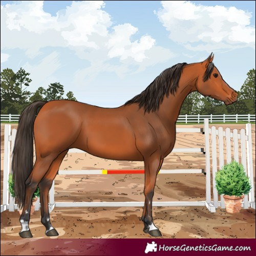 Horse Color:Bay 