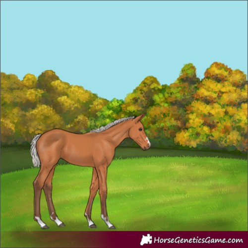 Horse Color:Silver Bay 