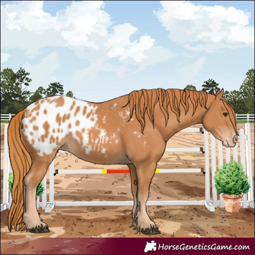Horse Color:Chestnut Blanket 