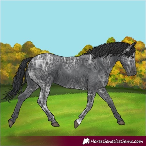 Horse Color:Black Ice 