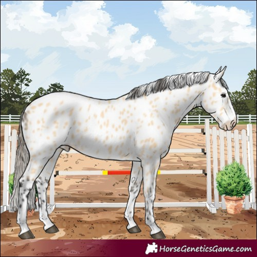 Horse Color:Buckskin Leopard 