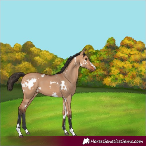 Horse Color:White Spotted Bay Dun 