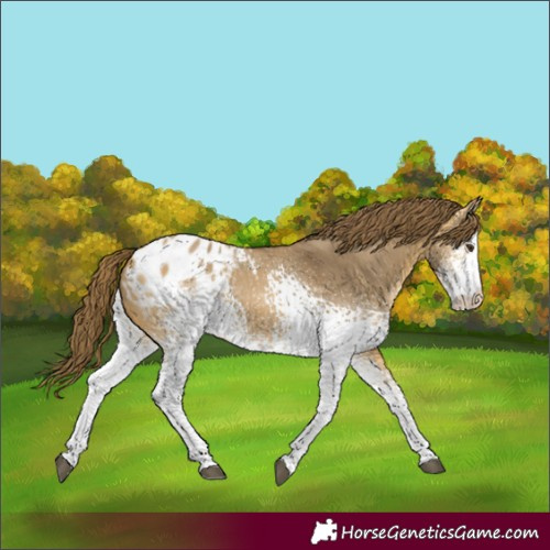 Horse Color:White Spotted Buckskin Dun Blanket Rabicano 
