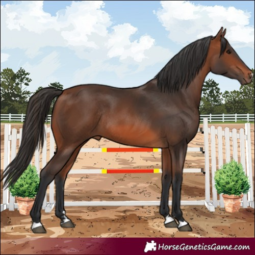 Horse Color:Bay Rabicano
