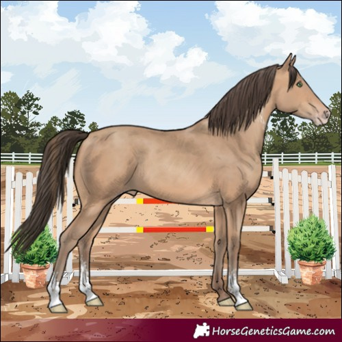 Horse Color:Amber Champagne Sabino 
