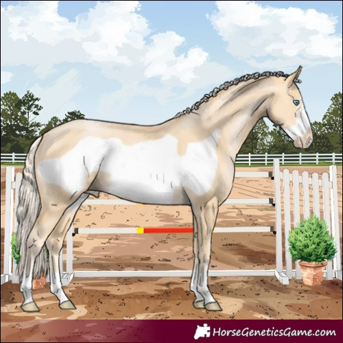 Horse Color:Palomino Pearl Frame 
