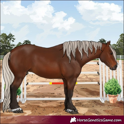 Horse Color:Gray Silver Bay
