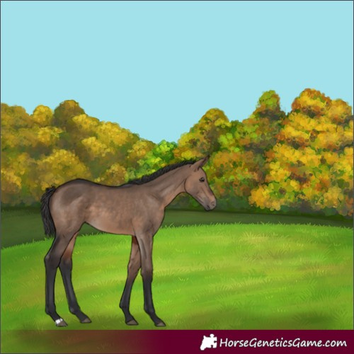 Horse Color:Brown Dun 