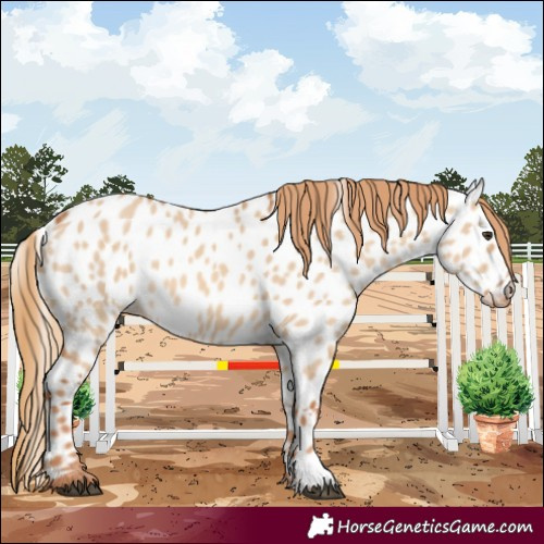 Horse Color:Red Dun Near Leopard