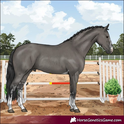 Horse Color:Grullo Sabino Tobiano Rabicano