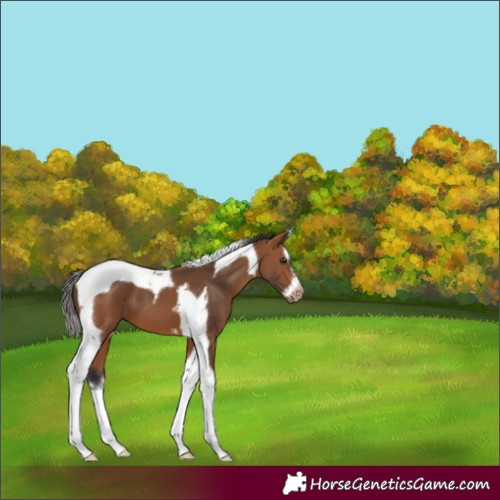 Horse Color:Bay Splash Tobiano Frame