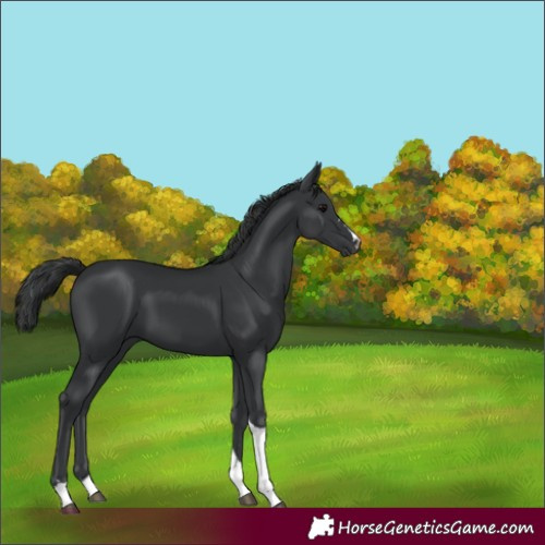 Horse Color:Black Tobiano 