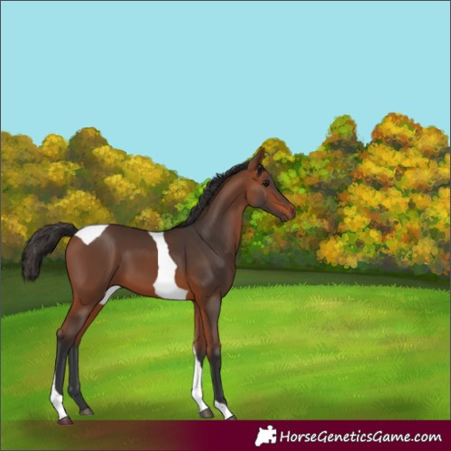 Horse Color:Bay Tobiano