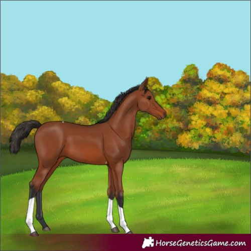 Horse Color:Bay Tobiano