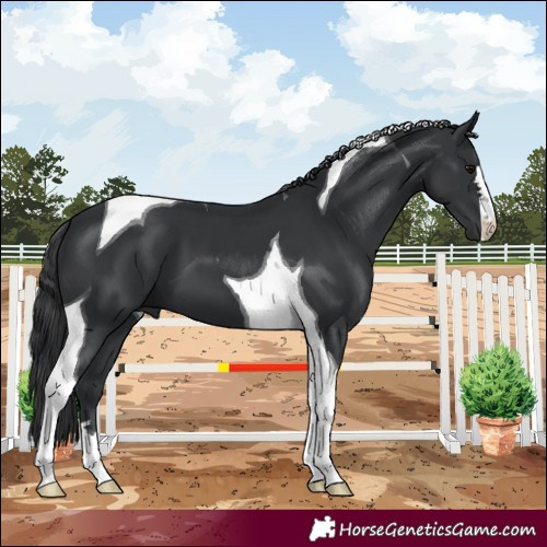 Horse Color:Black Tobiano 
