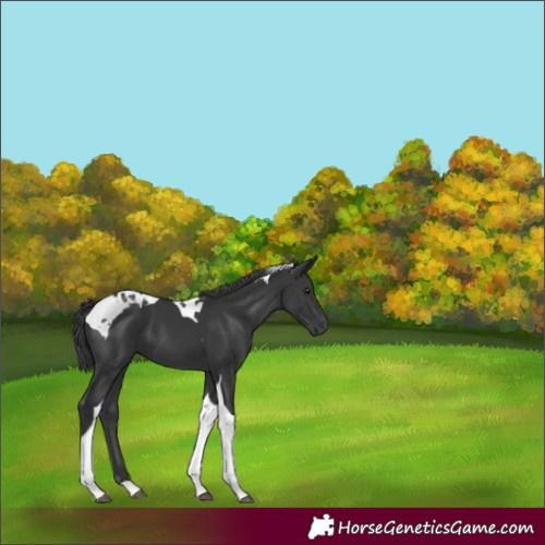 Horse Color:Black Tobiano