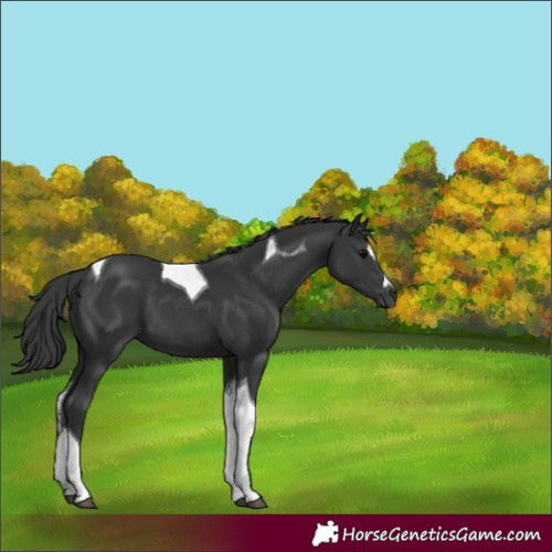 Horse Color:Black Tobiano