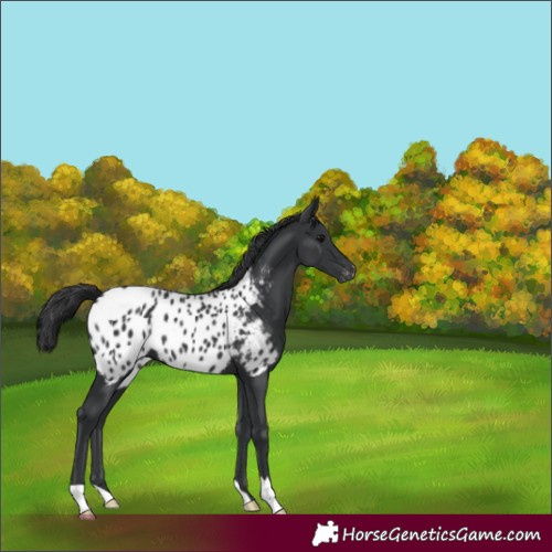 Horse Color:Black Near Leopard 