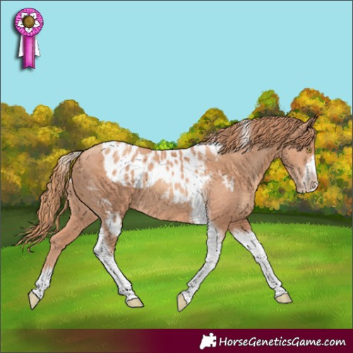 Horse Color:Gold Champagne Tobiano Frame Skewed LP Spotted Rabicano