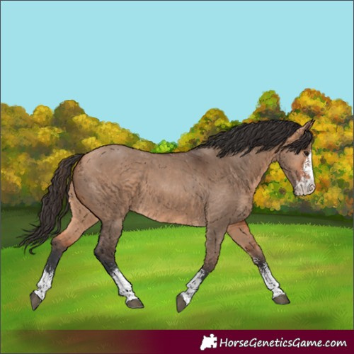 Horse Color:Bay Dun Sabino 