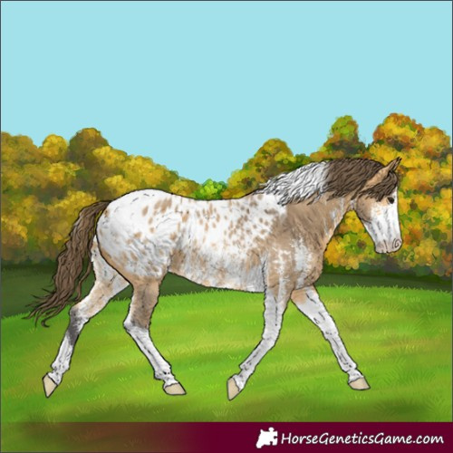 Horse Color:Buckskin Sabino Tobiano Blanket