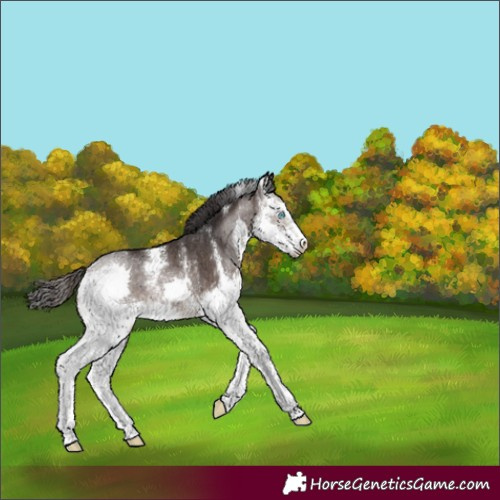 Horse Color:Brown Sabino Splash Varnish Rabicano 
