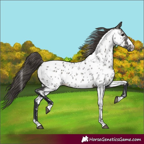 Horse Color:Grullo Near Leopard 