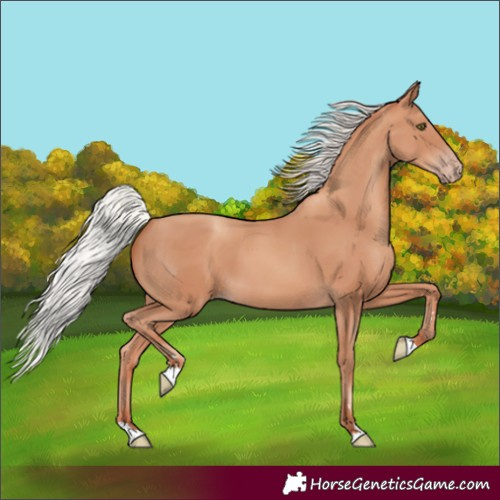 Horse Color:Unknown 
