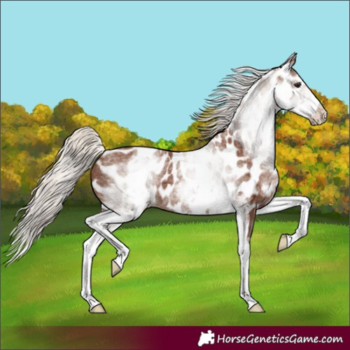 Horse Color:Unknown 