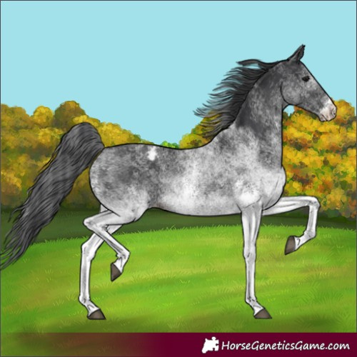 Horse Color:Unknown 