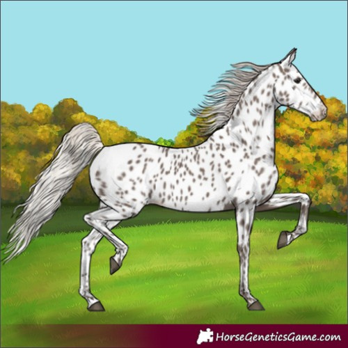 Horse Color:Unknown 