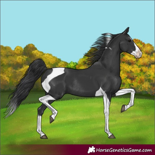 Horse Color:Unknown 