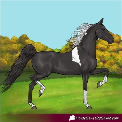 Horse Color:Unknown 