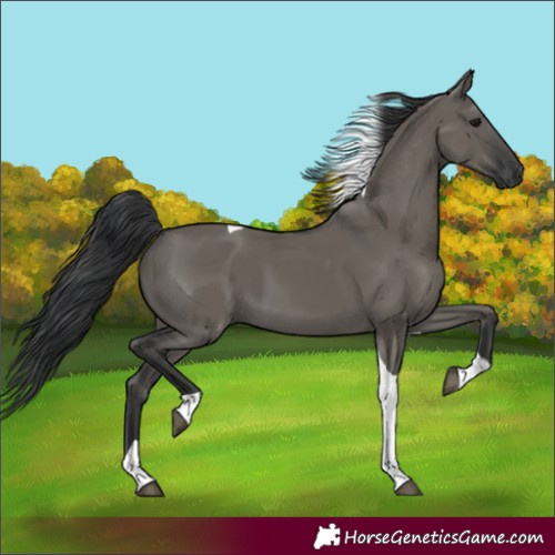 Horse Color:Unknown 