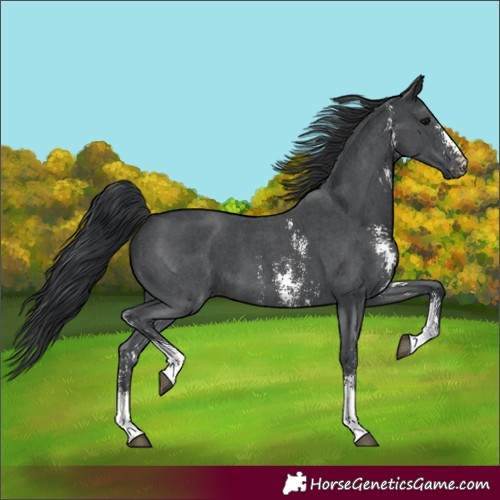 Horse Color:Unknown 