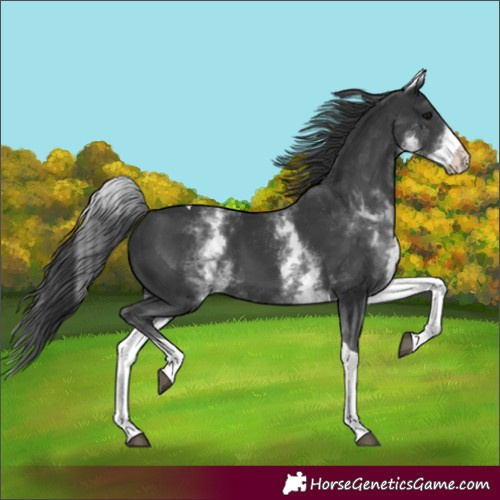 Horse Color:Unknown 