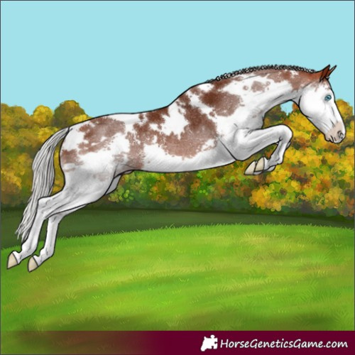 Horse Color:White Spotted Silver Bay Splash Rabicano 