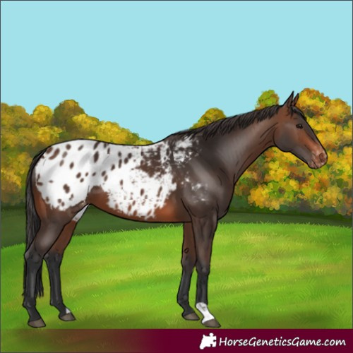 Horse Color:Brown Blanket 