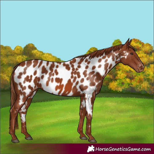 Horse Color:Chestnut Near Leopard