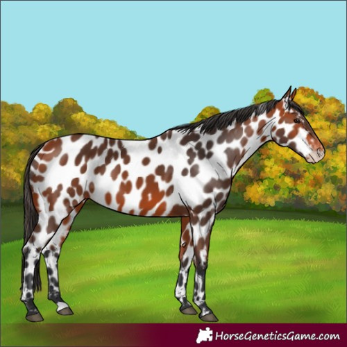 Horse Color:Bay Near Leopard 