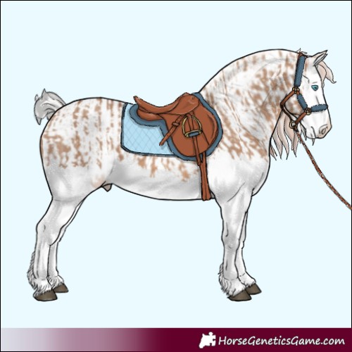 Horse Color:Red Dun Splash and White Spotted Red Dun Splash