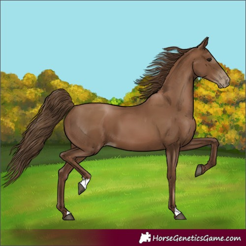 Horse Color:Unknown 