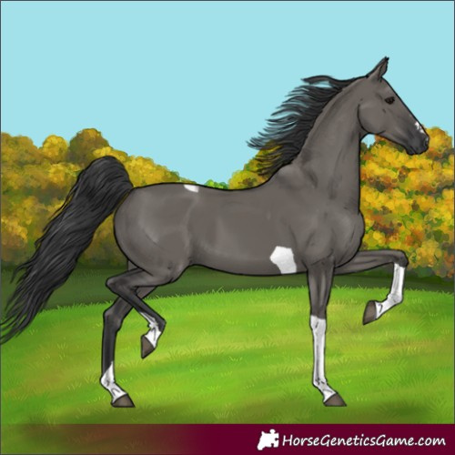 Horse Color:Unknown 